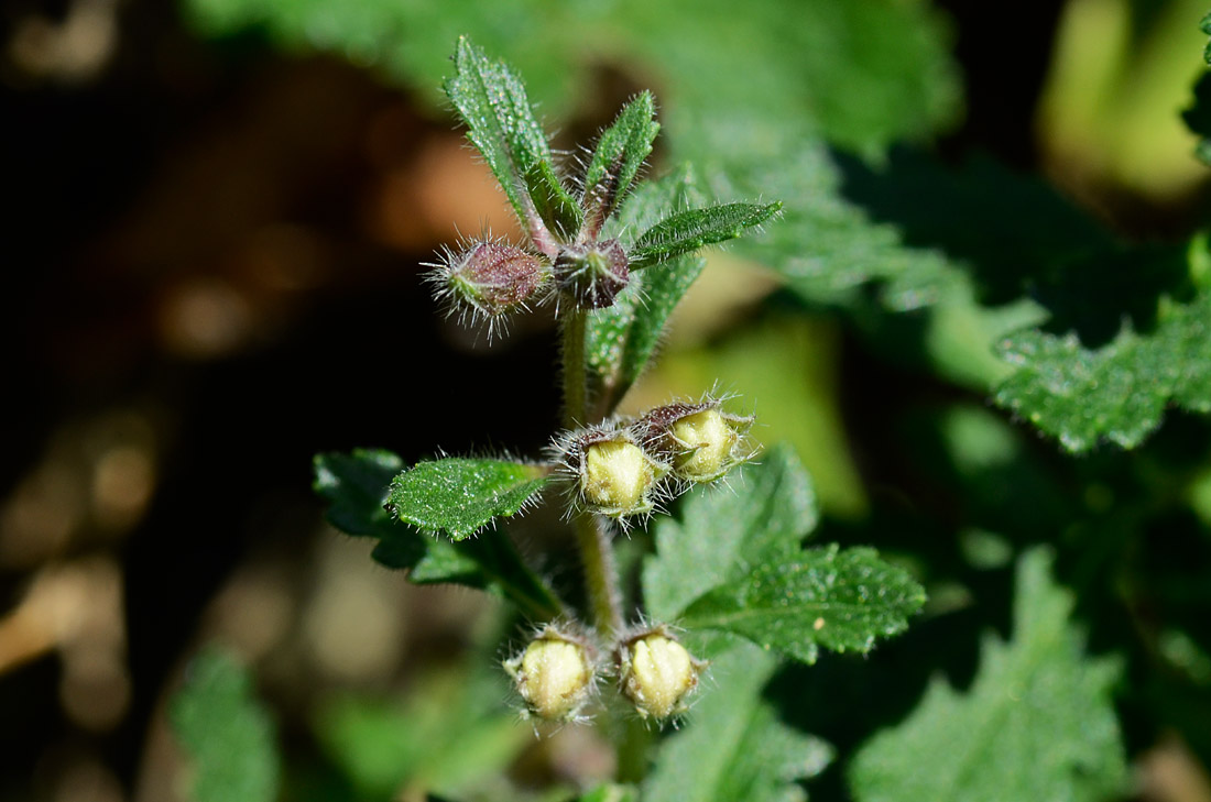 Teucrium chamaedrys / Camedrio comune